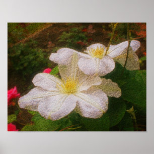 Poster Textes White Clematis Paire Floral Art Imprimer