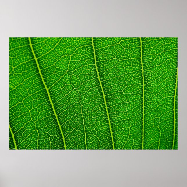 Poster Texture de feuille verte abstraite (Devant)