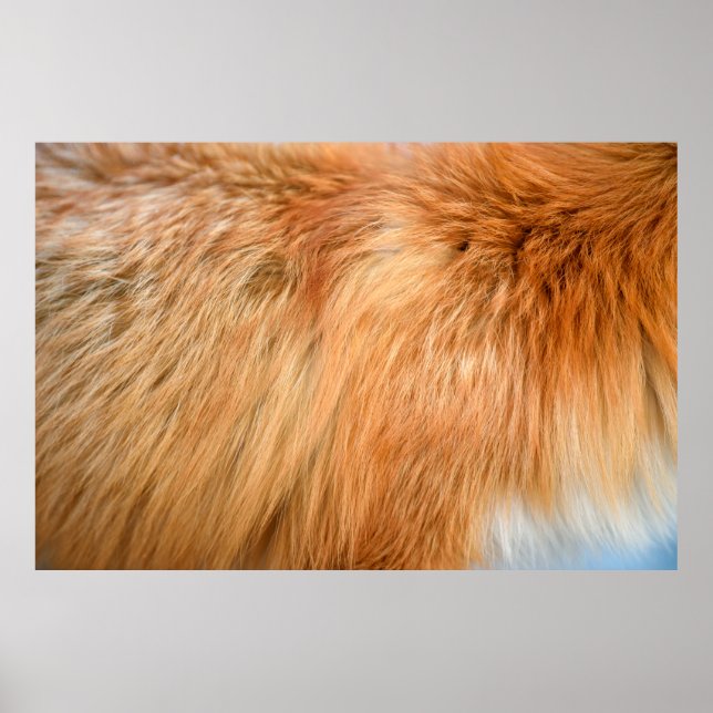Poster Texture de fourrure de renard rouge (Devant)