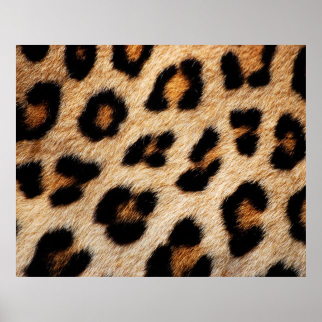 Poster Texture de la peau d'animal nature, peau, motif, a (Devant)