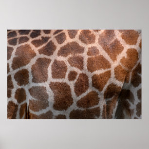 Poster Texture de peau de girafe