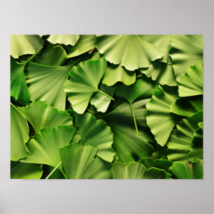 Poster texture de plante de nature de feuille d'arbre de