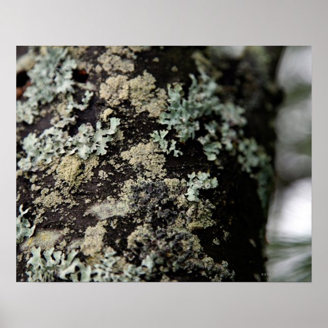 Poster Texture et motif de lichens sur le tronc d'arbre (Devant)