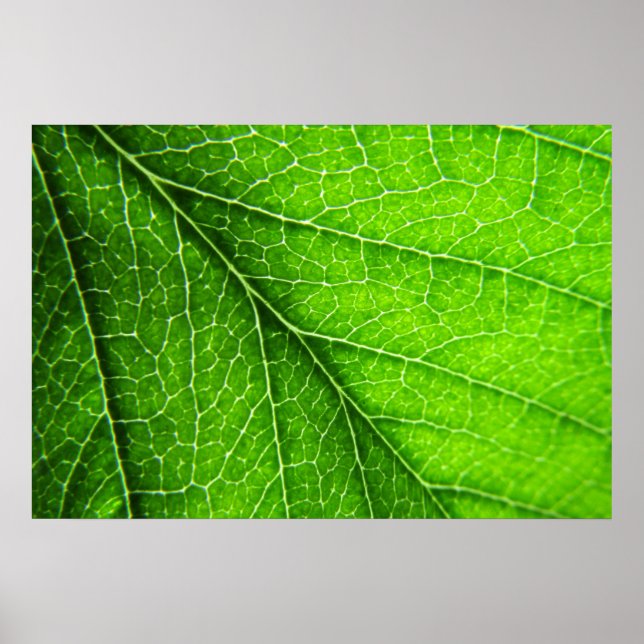 Poster texture verte des feuilles (Devant)