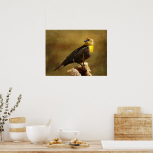 Poster Texturé Yell0w-head Blackbird encadré
