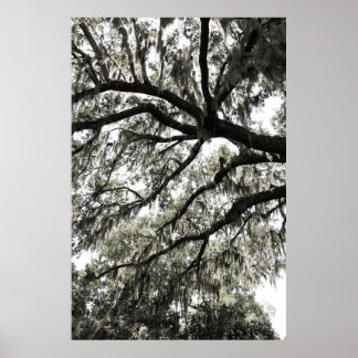 Poster Textures Mossy 1