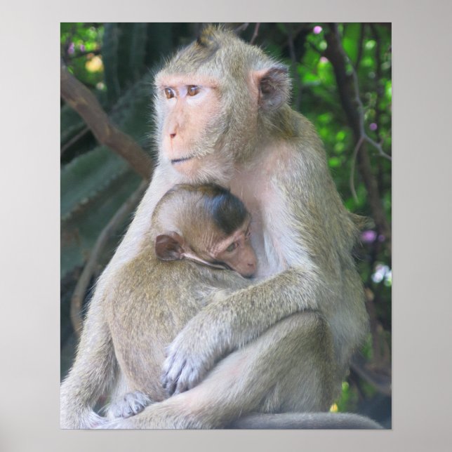 Poster Thailand Monkey Mother and Child Hug (Devant)
