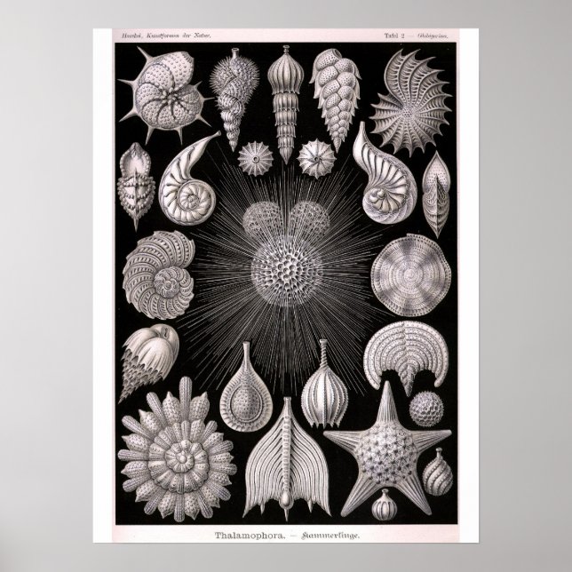 Poster THALAMOPHORA Kammerlinge Protozoa (Devant)