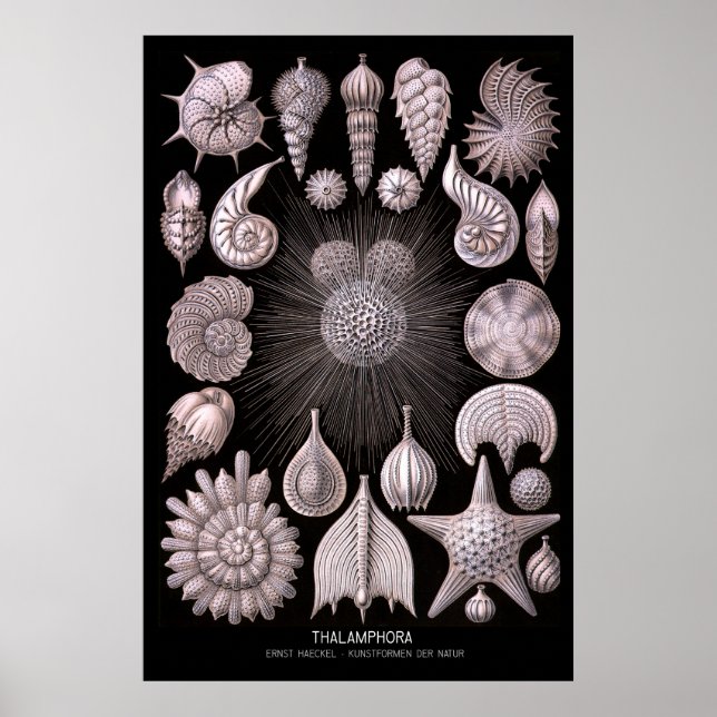 Poster Thalamphora - Plaque 2 - Kunstformen der Natur (Devant)