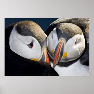 Poster The Atlantic Puffin, a pelagic seabird