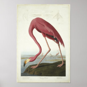Poster The Flamingo Takes a peek