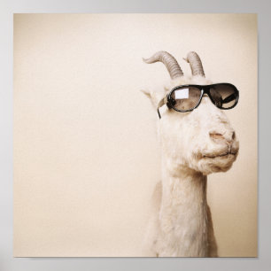 Poster The goat