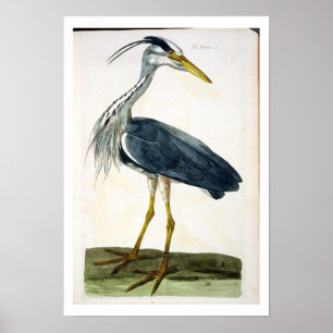 Poster The Heron (Ardea cinerea) plate from 'The British
