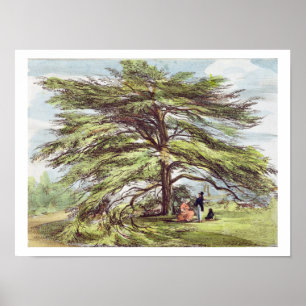 Poster The Lebanon Cedar Tree in the Arboretum, Kew Garde