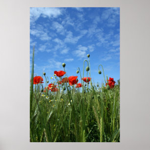 Poster The Meadow
