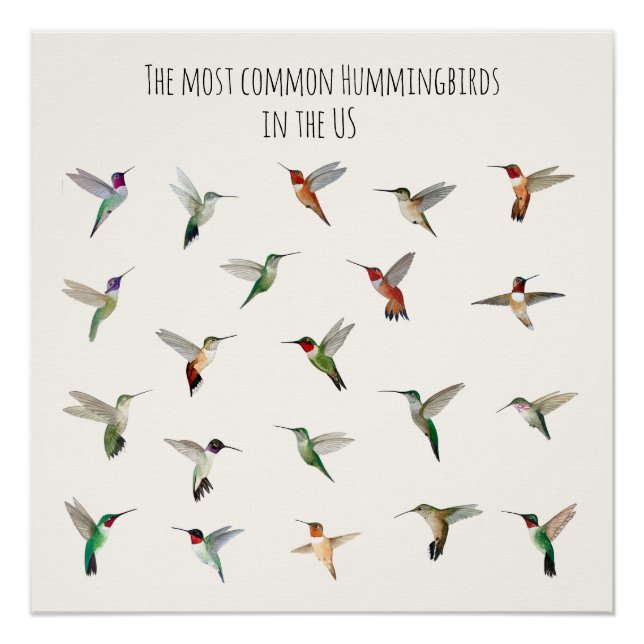Poster The most common hummingbirds in the US (Devant)