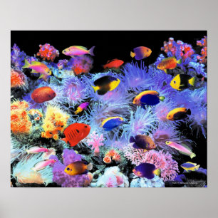 Poster The Paradise of Centropyge