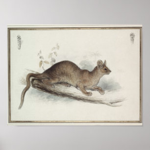 Poster The Polecat, 19th century