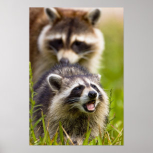 Poster The raccoon, Procyon lotor, is a widespread,