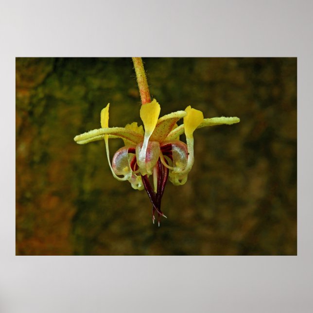 Poster Theobroma Cacao Arbre Fleur (Devant)