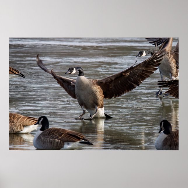 Poster Thin Ice (Devant)