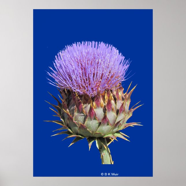 Poster - Thistle (Front)