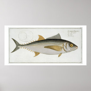 Poster Thon (Scomber Thynnus) plaque LV de 'Ichthyologie