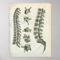 Thoracic et Lumbar Vertebrae Chiropratique
