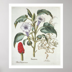 Poster Thorn Apple, de la "Hortus Eystettensis" de Bas
