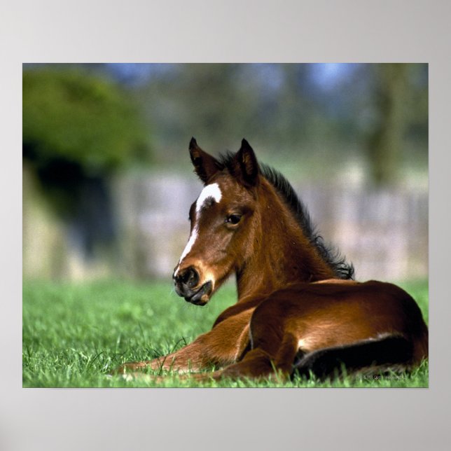 Poster Thoroughbred Horse, Irlande (Devant)
