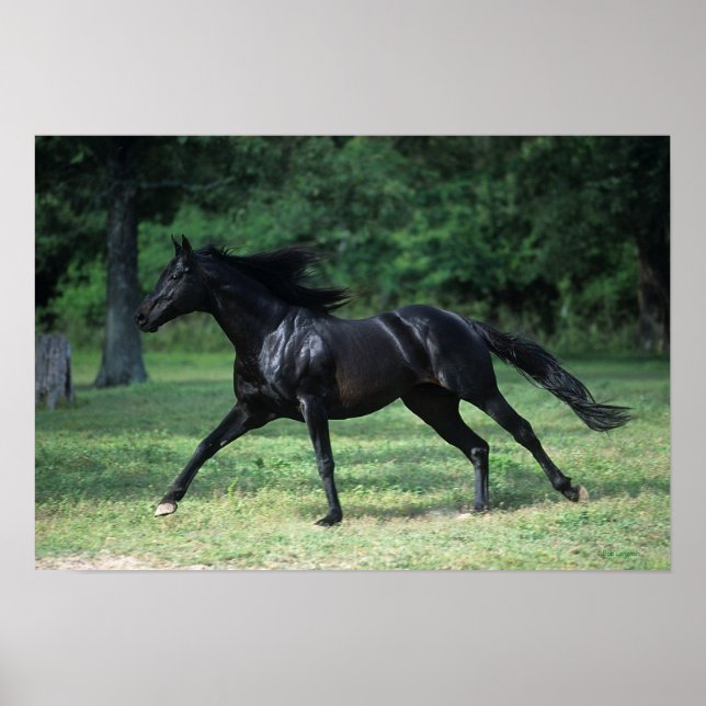 Poster Thoroughbred Running (Devant)