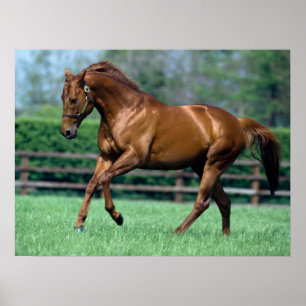 Poster Thoroughbred Stallion, Irlande