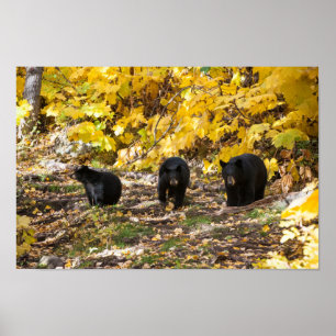 Poster Three Bears