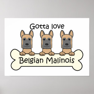 Poster Three Belgian Malinois