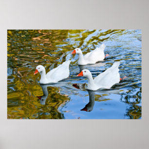 Poster three geese swimming