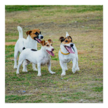 Three Jack Russell Terriers Playing