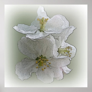 Poster three white flowers
