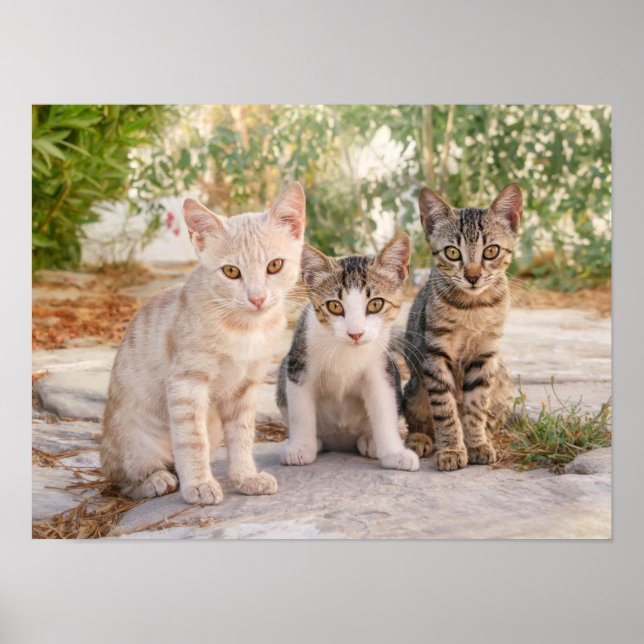Poster Three young cute cat kittens sit friendly together (Devant)