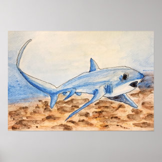 Poster Thresher Shark