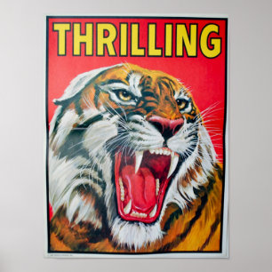 Poster Thrilling Tiger