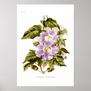Poster Thunbergia grandiflora