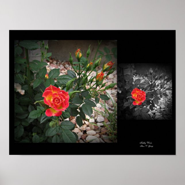 Poster Tidely Winks Miniature Rose 2 Wall Art par Stan VG (Devant)