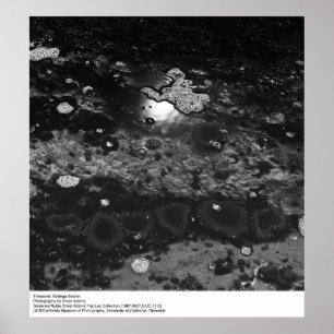 Poster Tidepools, station Bodega par Ansel Adams