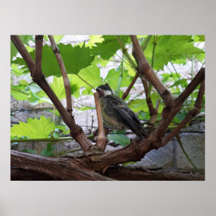 Poster Tidi my Bird le Parus Major