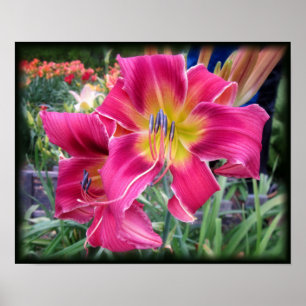 Poster Tie Dye Daylily