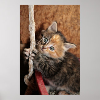 Poster Tiens-Toi Là, Kitty !