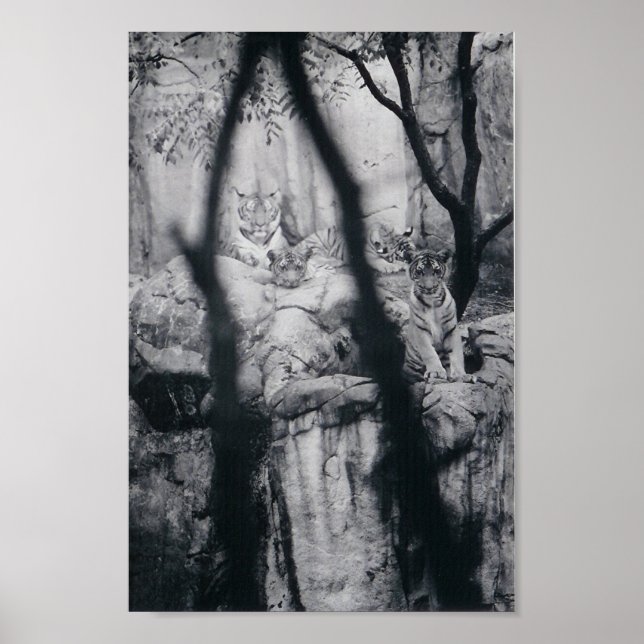 Poster Tiger (Devant)