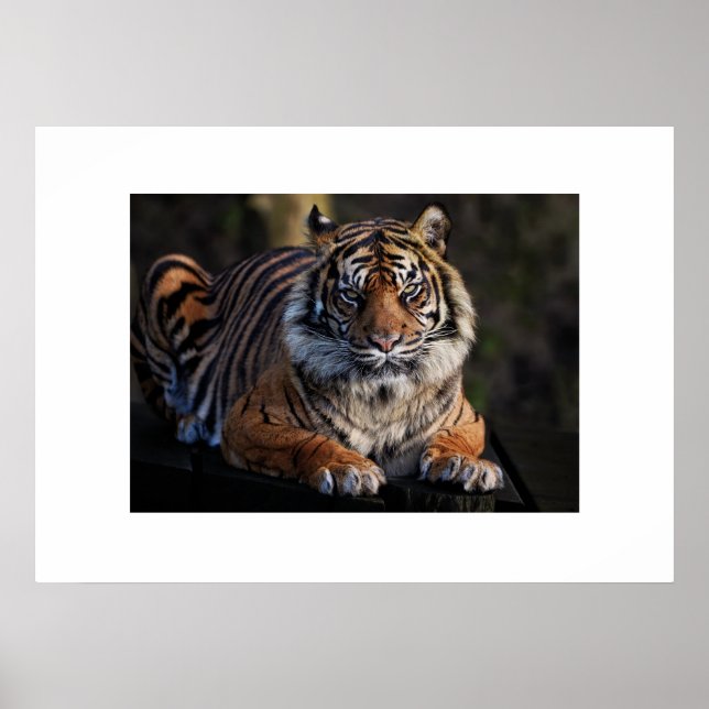 Poster Tiger (Devant)