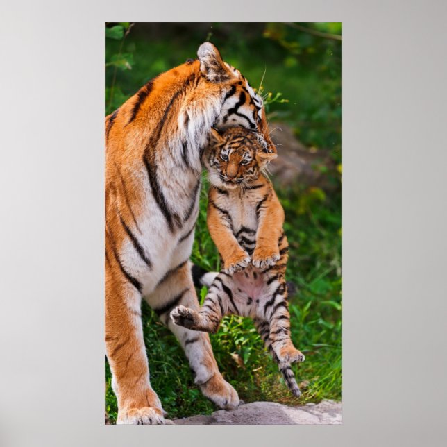 Poster Tiger (Devant)