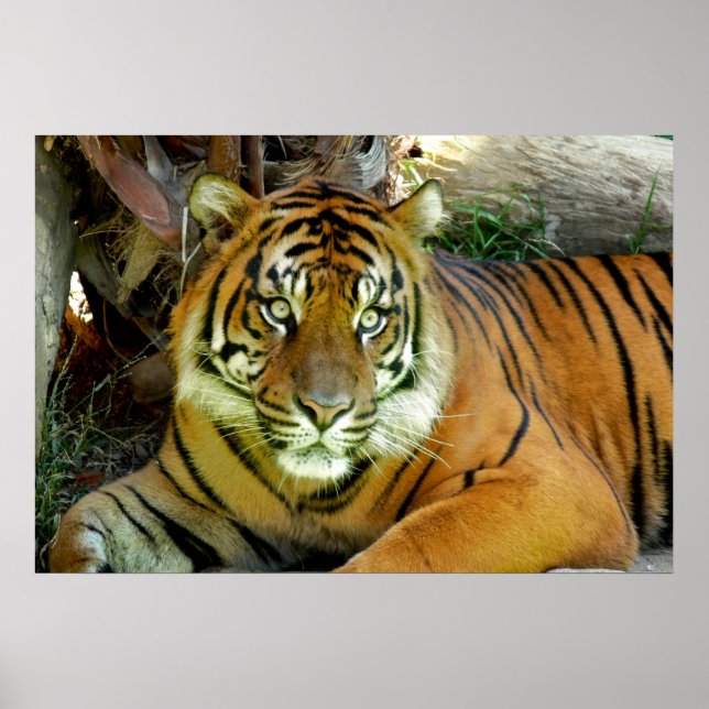 Poster Tiger a l'air joli (Devant)